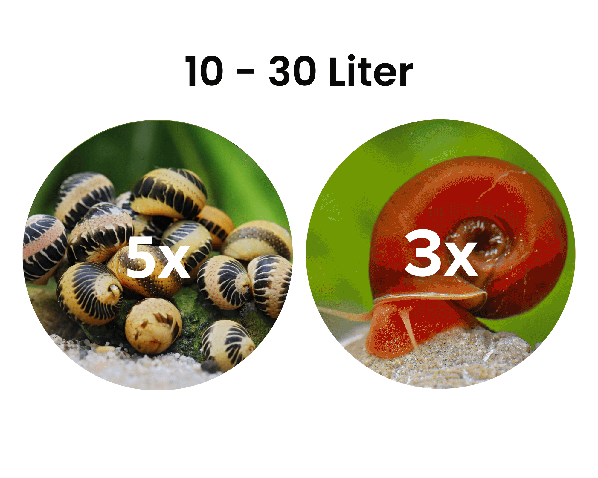 Biofilm Grazing Snail Combinations
